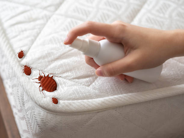 Best Bed Bug Extermination  in Whitney, NV
