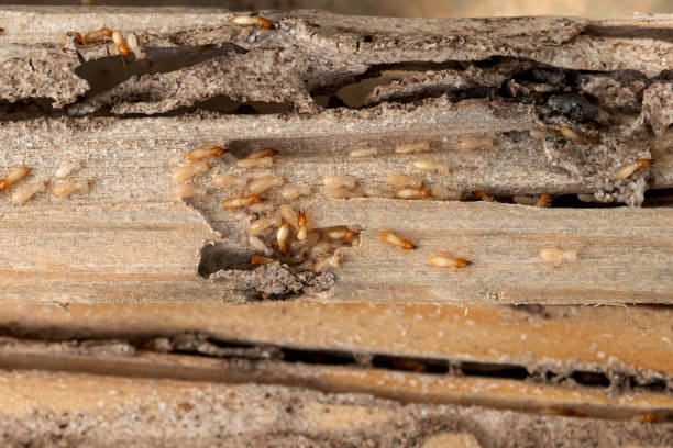 Best Termite Control Services  in Whitney, NV